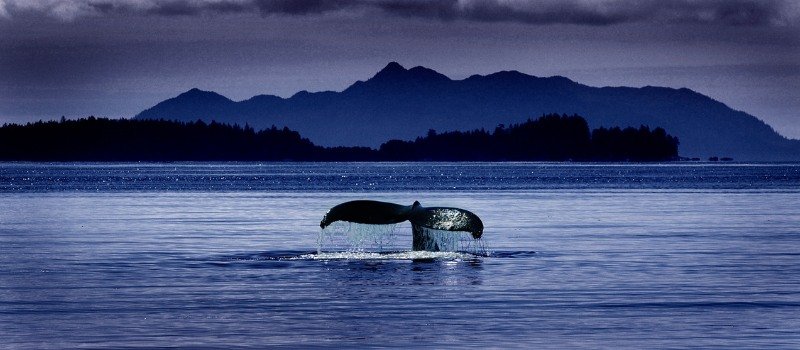 Whales from a ferry