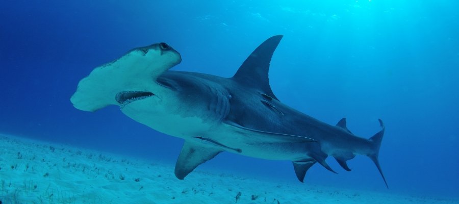 South Bimini - Great Hammerhead